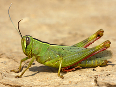 Heteracris pterosticha