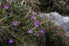 Primula minima