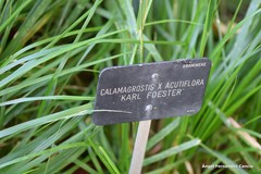 Calamagrostis × acutiflora