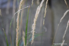 Calamagrostis × acutiflora