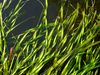Tapegrass - Photo (c) Andrey Efremov, some rights reserved (CC BY-NC), uploaded by Andrey Efremov