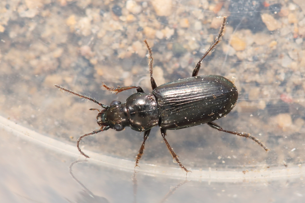 Pogonus littoralis