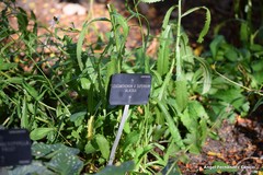 Leucanthemum × superbum