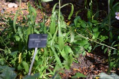 Leucanthemum × superbum