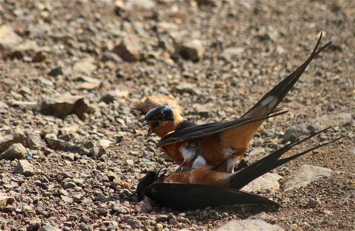 Rufous-chested Swallow (Cecropis semirufa)
