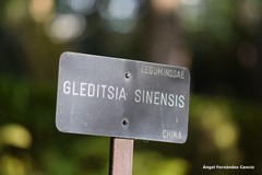 Gleditsia sinensis