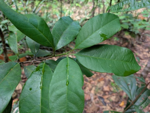 Pogonophora schomburgkiana, 2025-12-08