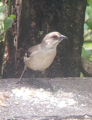 Atlapetes pallidiceps