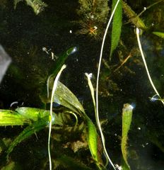 Vallisneria spiralis