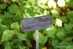 Epimedium × rubrum
