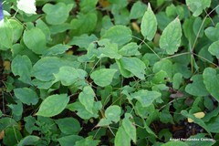 Epimedium × rubrum