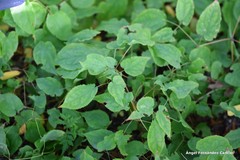 Epimedium × rubrum