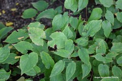 Epimedium × rubrum