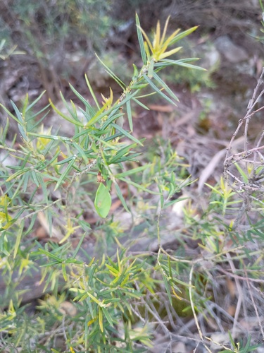Grampians Bossiaea (Bossiaea rosmarinifolia)