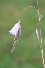 Dierama latifolium