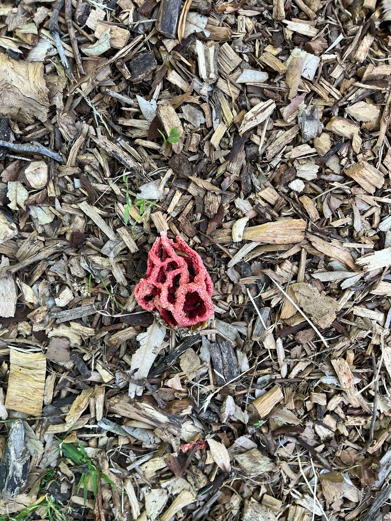 Clathrus ruber · December 2025 · photo: © evietchi (iNaturalist, cc-by-sa)