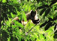 Sapajus robustus