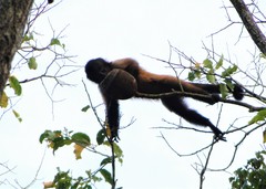 Sapajus robustus