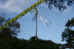 Lestes temporalis