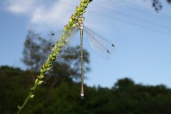Lestes temporalis