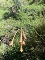 Cyrtanthus attenuatus