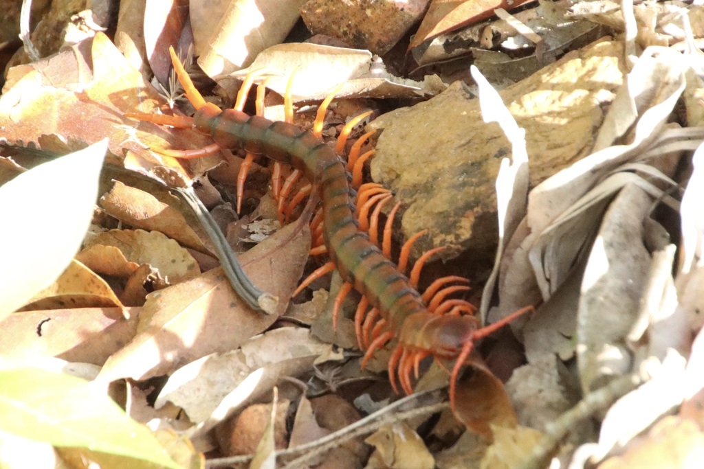 Scolopendra dawydoffi