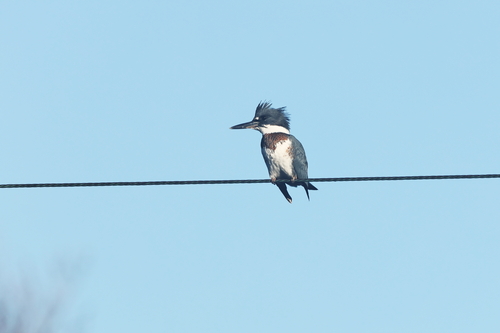Martín gigante norteamericano (Megaceryle alcyon)