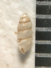 Carychium exile