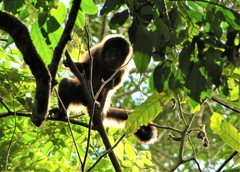 Sapajus robustus