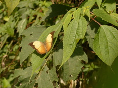 Consul electra electra