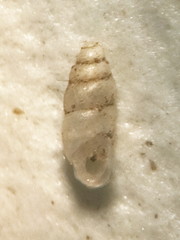 Carychium exile