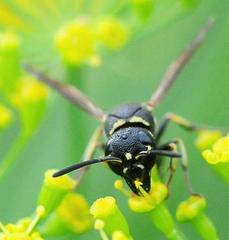 Parancistrocerus pensylvanicus