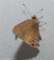 Electrostrymon angelia
