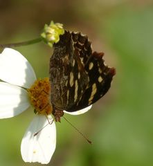 Anthanassa drusilla lelex