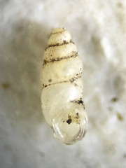 Carychium exile