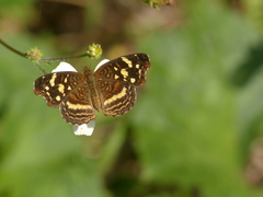 Anthanassa drusilla lelex