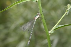 Lestes japonicus