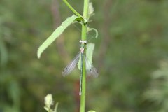 Lestes japonicus