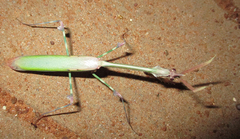 Empusa