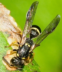 Symmorphus canadensis