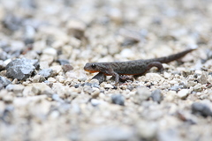 Ichthyosaura alpestris alpestris