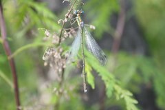 Lestes temporalis