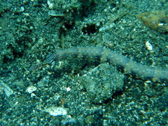 Corythoichthys intestinalis