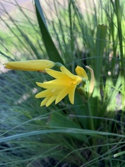 Cyrtanthus breviflorus