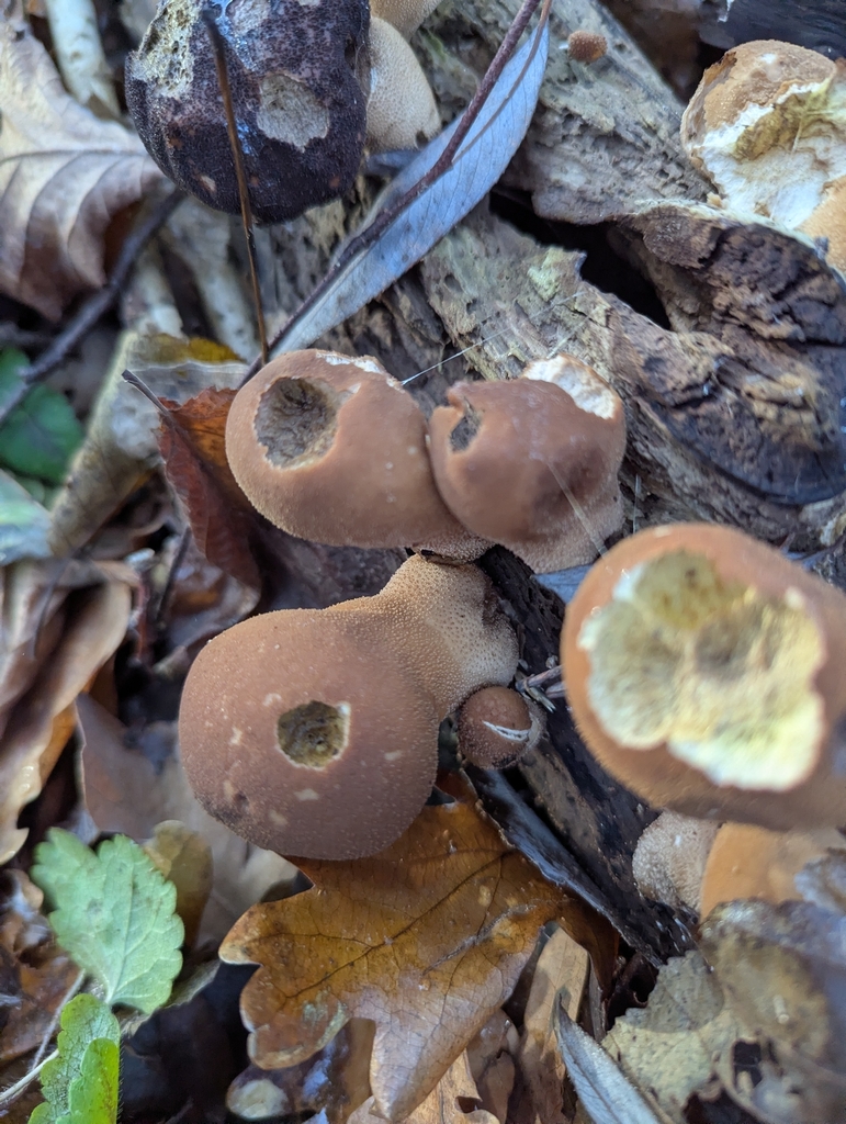Apioperdon pyriforme · December 2025 · photo: © sven_gippner (iNaturalist, cc-by)