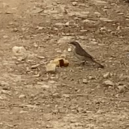 Lesser Whitethroat