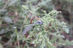 Lestes macrostigma