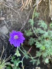 Geranium brycei