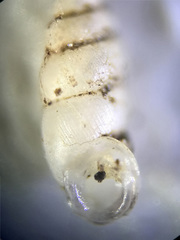 Carychium exile