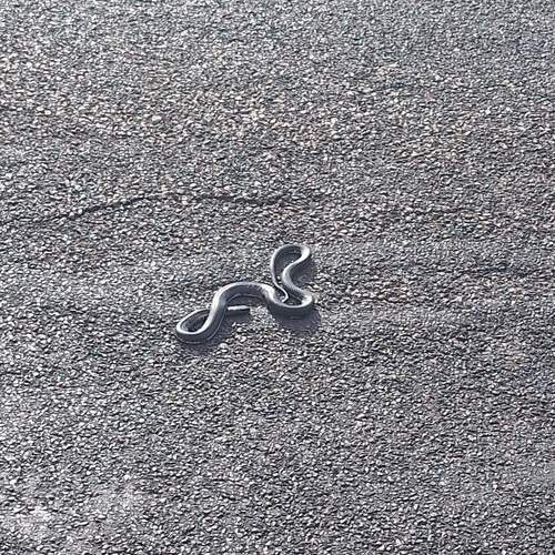 Red-bellied Black Snake sighting